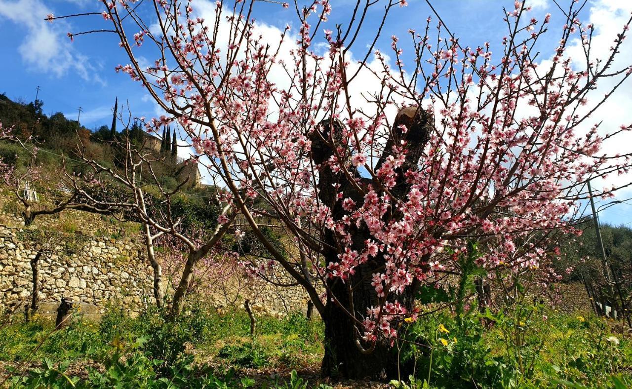 Agriturismo Alveare Finale Ligure Luaran gambar